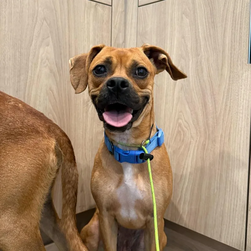 Olive Oyl thumbnail 2