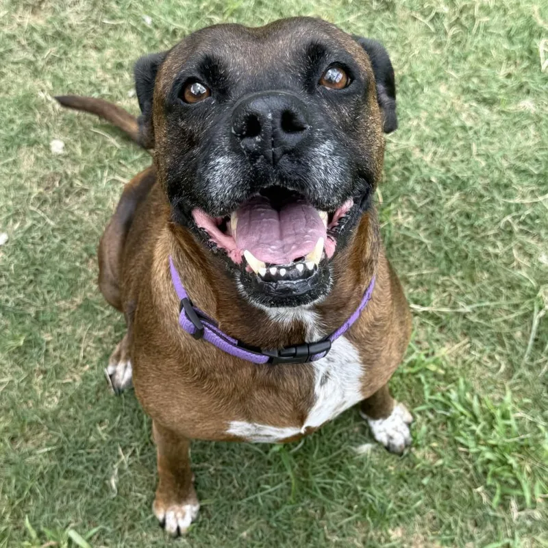 A senior medium-sized female Brindle Boxer dog named Dolly for adoption in Beaumont, TX