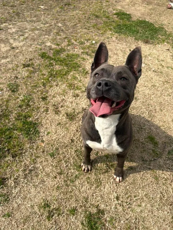 An adult medium-sized female Gray / Blue / Silver Mixed Breed dog named Polly for adoption in Mullins, SC