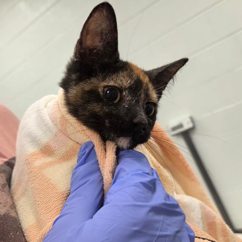 A baby small-sized female Tortoiseshell Domestic Short Hair cat named Fana for adoption in Chattanooga, TN