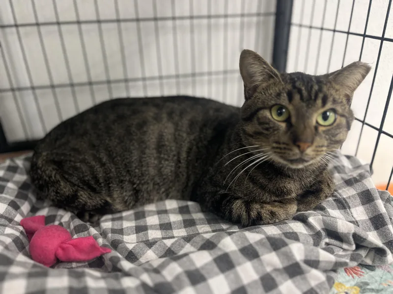 An adult large-sized male Domestic Short Hair cat named Finn for adoption in Grosse Ile, MI