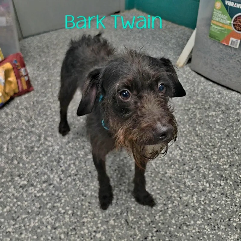 An adult small-sized male Terrier dog named Bark Twain for adoption in Parkersburg, WV