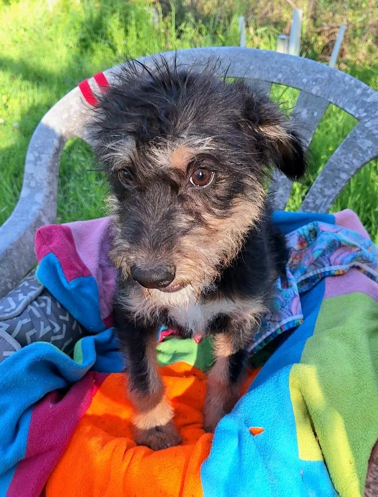 Elazar Wvt thumbnail 4