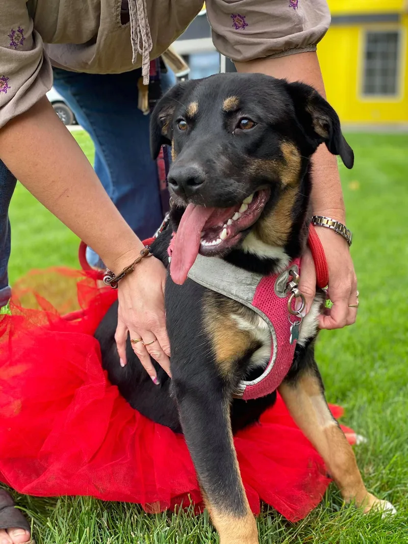 An adult large-sized female German Shepherd Dog dog named Lily for adoption in West Richland, WA