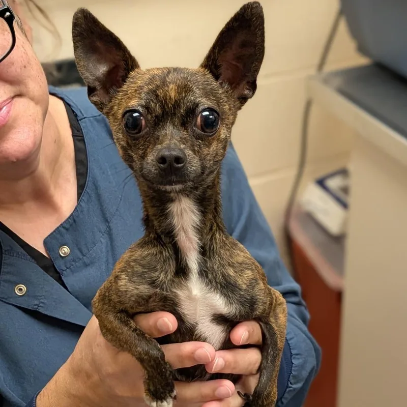 An adult small-sized male Brindle Chihuahua dog named Mighty for adoption in Springfield, MA