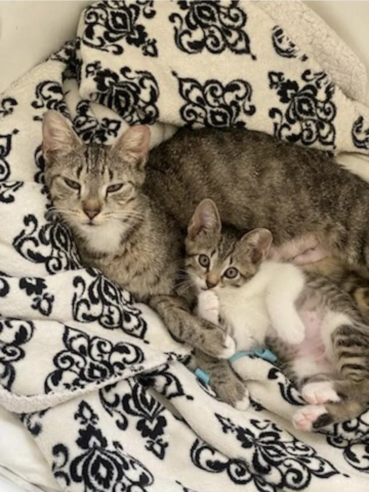 An adult medium-sized female Tabby (Brown / Chocolate) Domestic Short Hair cat named Baby for adoption in Ruskin, FL