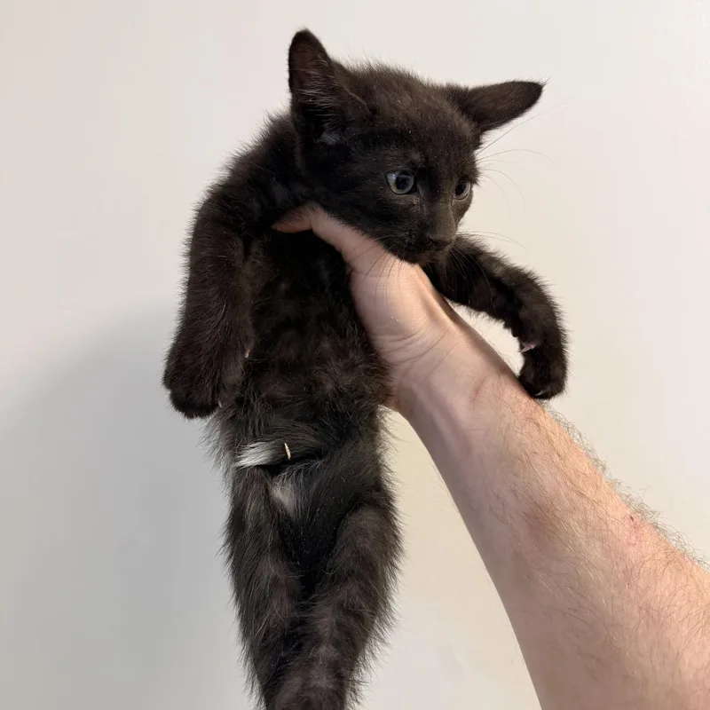 A baby small-sized male Black Domestic Short Hair cat named Ricotta for adoption in Rifle, CO