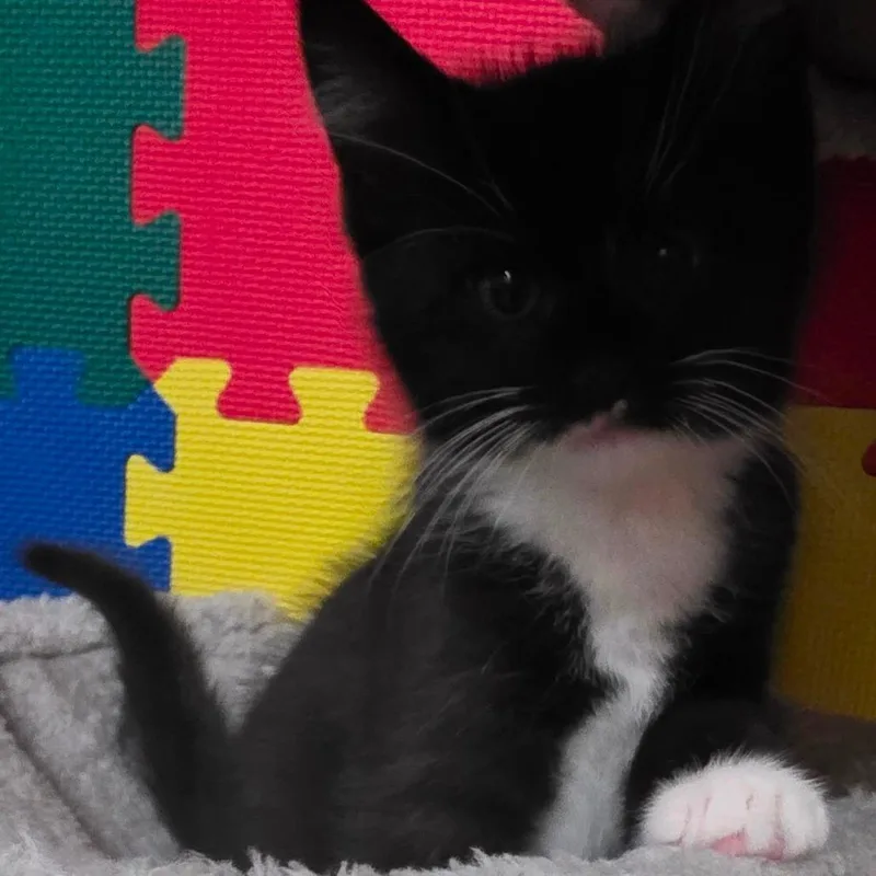 A baby small-sized male Black Domestic Medium Hair cat named Gravy for adoption in Kansas City, MO