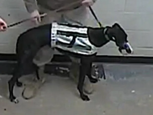 An adult large-sized female Greyhound dog named Arroyo Lindsey for adoption in Tarpon Springs, FL