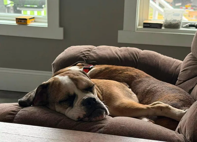 A baby medium-sized female Bulldog dog named Bonnie for adoption in Brunswick, ME