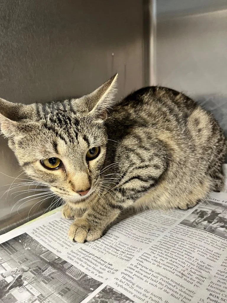 A baby large-sized female Domestic Medium Hair cat named Leah for adoption in Hopkinsville, KY