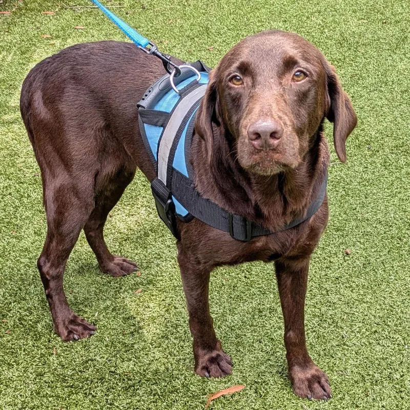 An adult medium-sized female Chocolate Labrador Retriever dog named Carmella for adoption in Charlottesville, VA