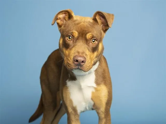 A young small-sized male Pit Bull Terrier dog named Stunna for adoption in Phoenix, AZ