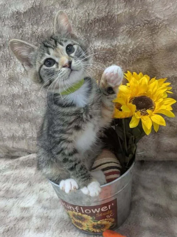A baby small-sized female Domestic Short Hair cat named Astro for adoption in Raleigh, NC