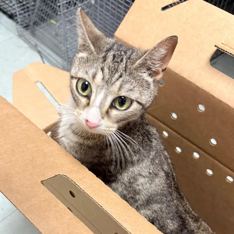 A young medium-sized female White Domestic Short Hair cat named Cannoli for adoption in Philadelphia, PA