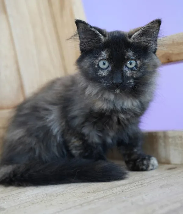 A young medium-sized female Tortoiseshell Domestic Medium Hair cat named Zoe for adoption in Marietta, GA