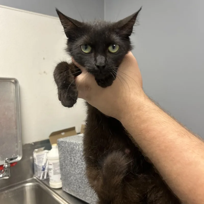A young medium-sized female Black Domestic Short Hair cat named Fauna for adoption in Birmingham, AL