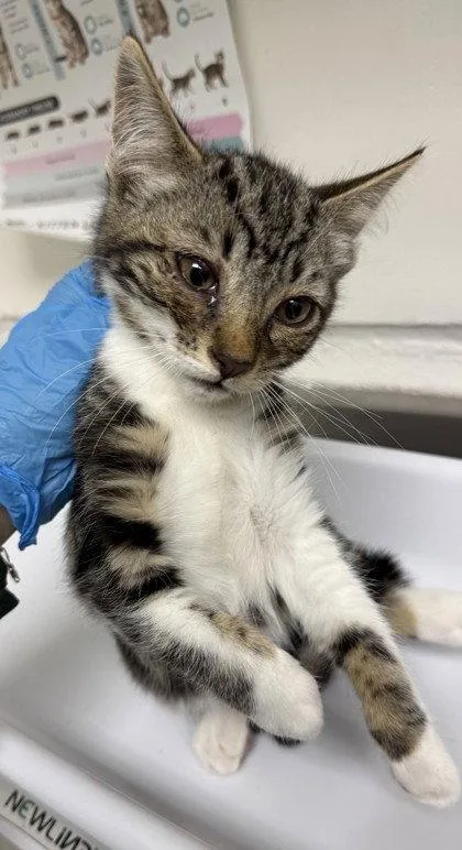 A baby small-sized male Domestic Short Hair cat named Cadillac for adoption in Oakland, CA