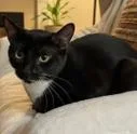 A baby small-sized female Black Domestic Short Hair cat named Missy for adoption in Atlanta, GA