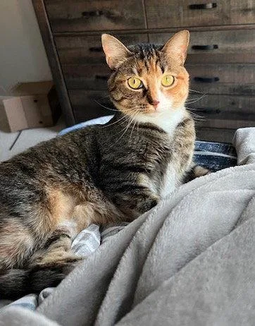 An adult medium-sized female Domestic Short Hair cat named Juliet Bonded for adoption in Herndon, VA