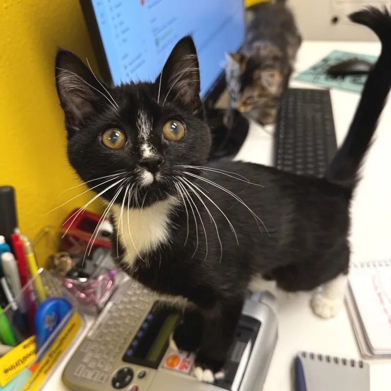 A baby small-sized female Black Domestic Short Hair cat named Wilma for adoption in Keizer, OR
