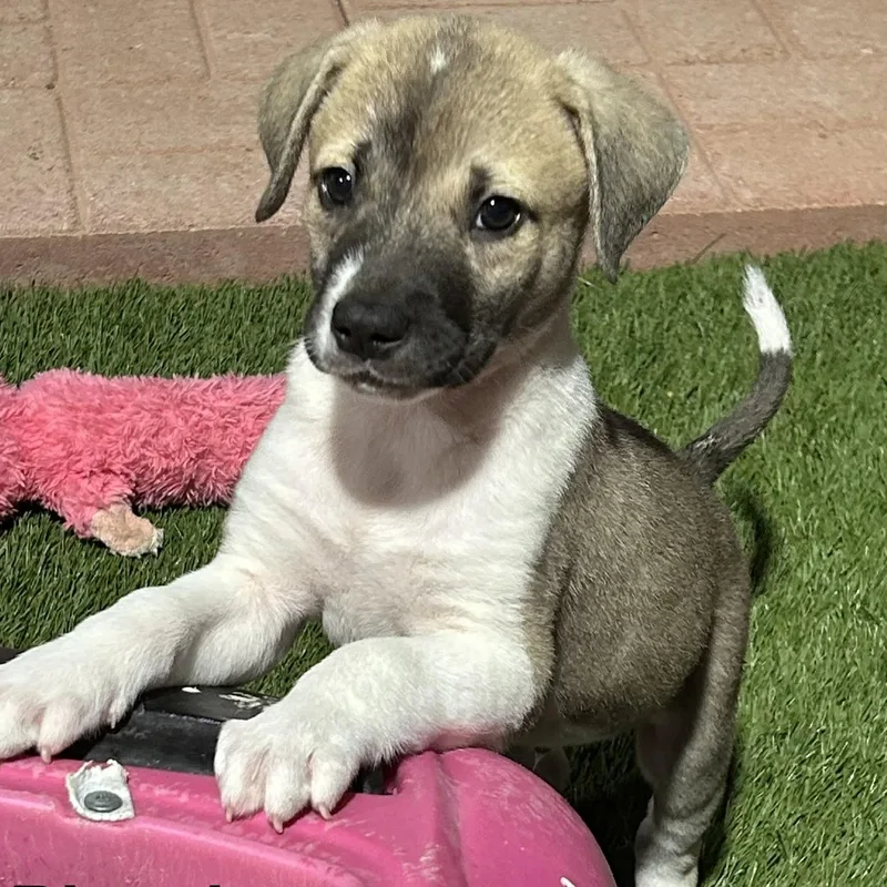 A baby medium-sized male Pit Bull Terrier dog named Biscuit for adoption in Krum, TX