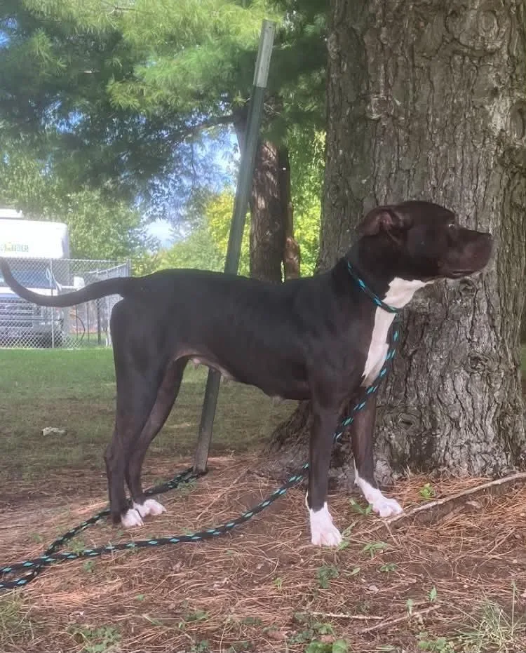 An adult medium-sized female Black Pit Bull Terrier dog named Xena for adoption in Springfield, IL