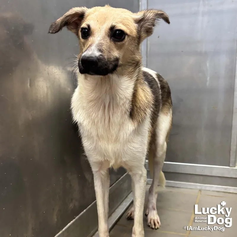 A young small-sized male Terrier dog named Otis for adoption in Washington, DC