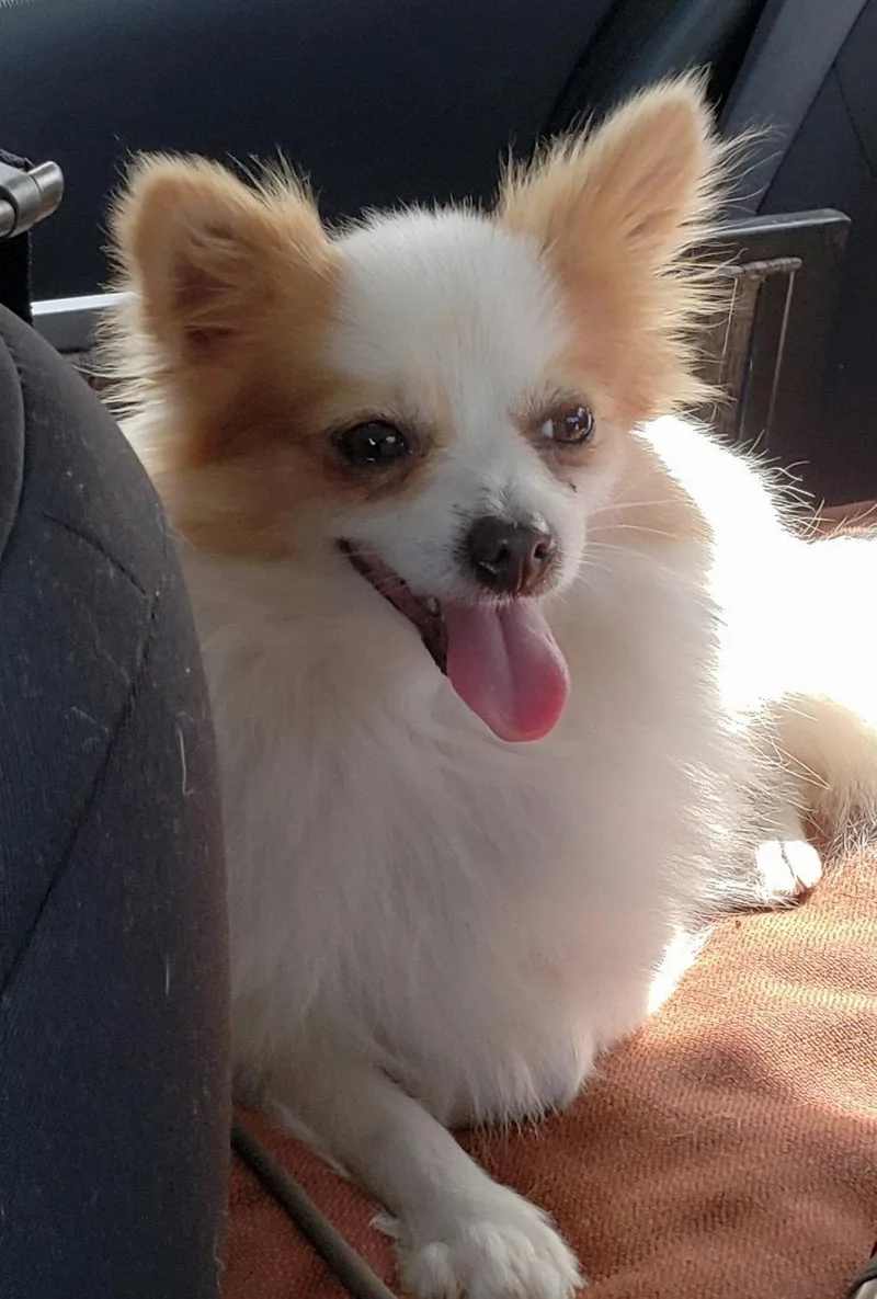 An adult small-sized female Papillon dog named Fancy for adoption in Montgomery, TX