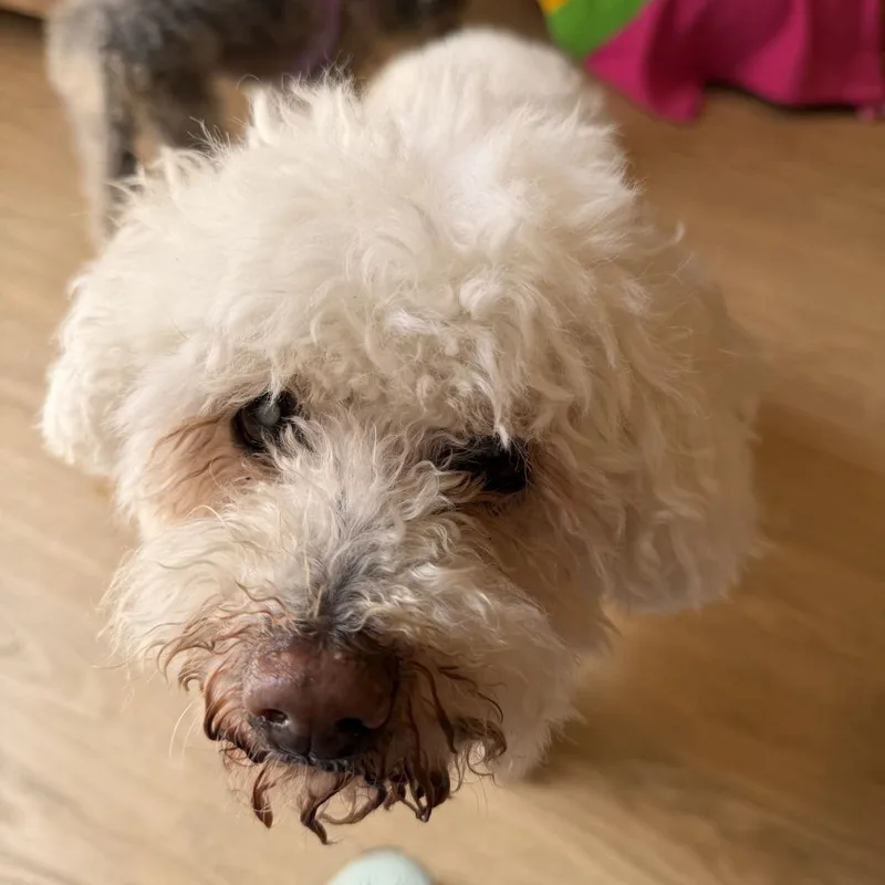 A senior small-sized male White / Cream Poodle dog named Quick Silver for adoption in San Francisco, CA