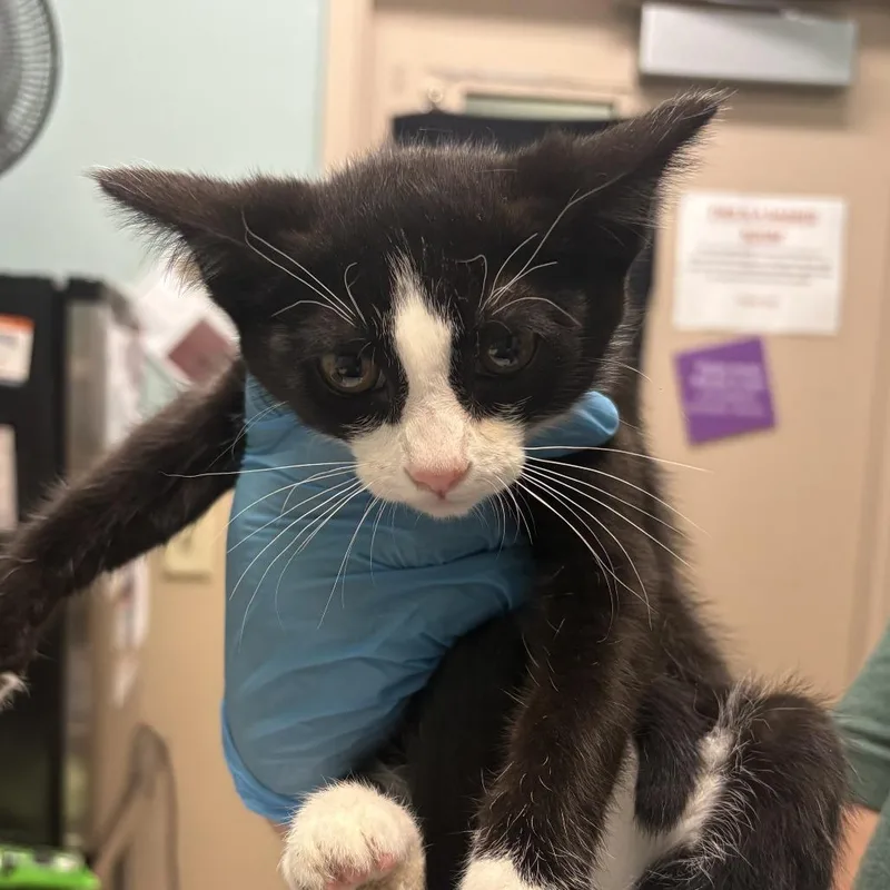 A baby small-sized female Black Domestic Short Hair cat named Magnolia for adoption in Tacoma, WA