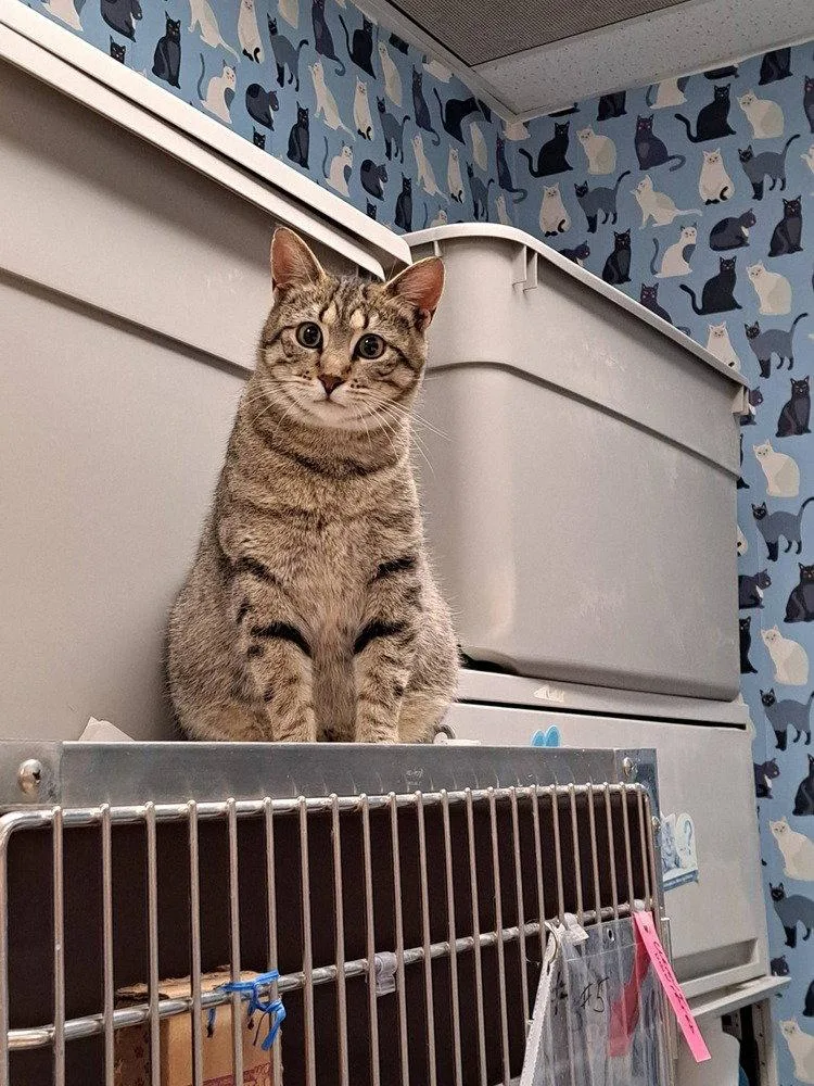 An adult medium-sized female Domestic Short Hair cat named Mustang Sally for adoption in O'Fallon, MO
