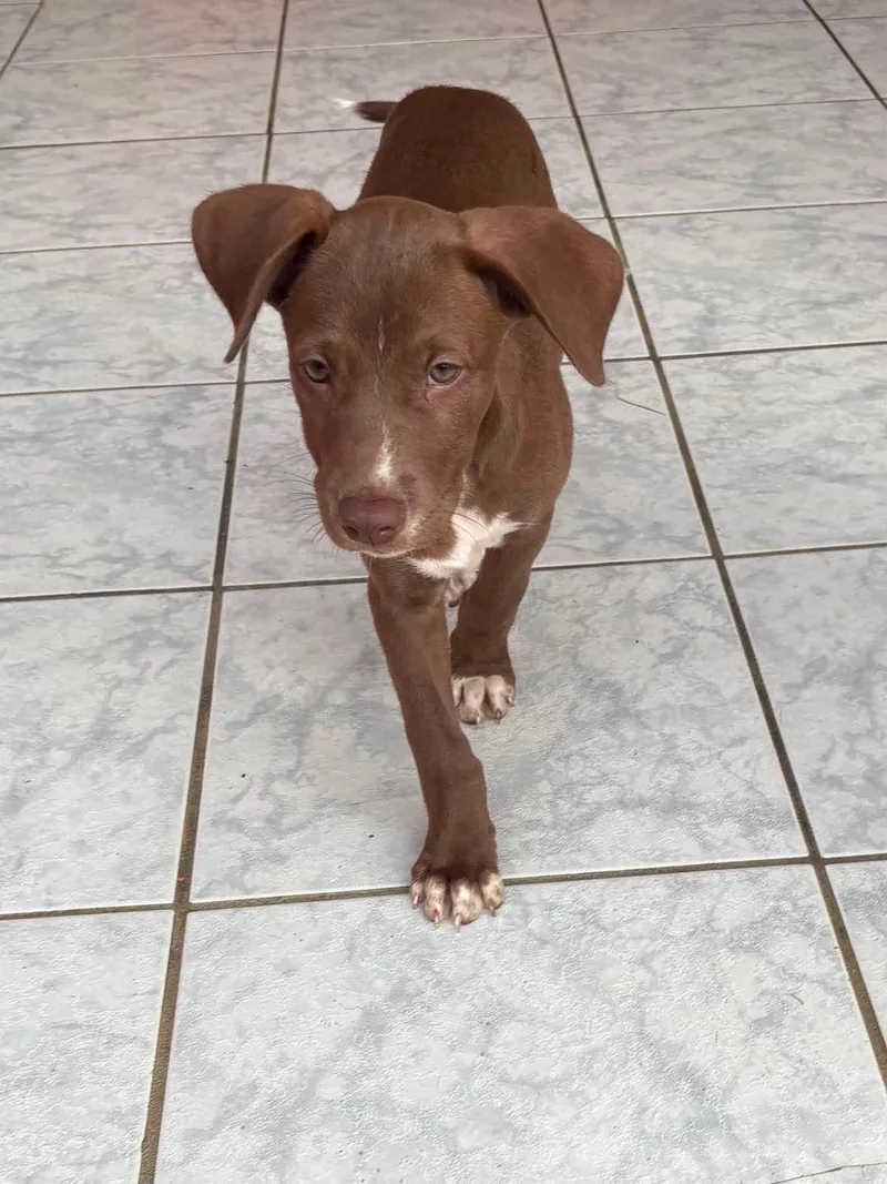 A baby medium-sized male Chocolate Labrador Retriever dog named Luke for adoption in Jenkintown, PA