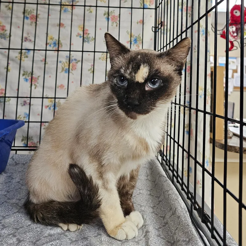 An adult medium-sized female Buff / Tan / Fawn Domestic Short Hair cat named Flora for adoption in Searcy, AR