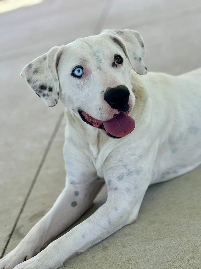 An adult large-sized male White / Cream Dalmatian dog named Chance for adoption in Franklin, KY