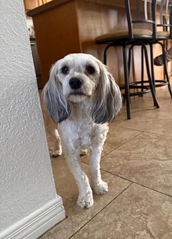 Millie thumbnail 3