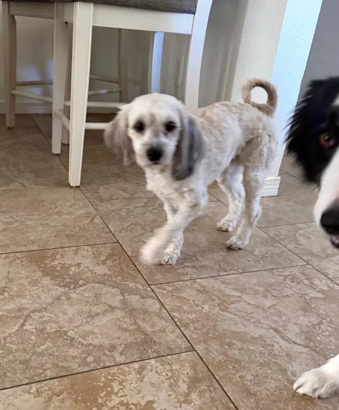 Millie thumbnail 4