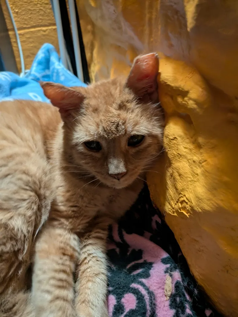 An adult medium-sized male Orange & White Domestic Short Hair cat named Finn for adoption in Columbus, OH
