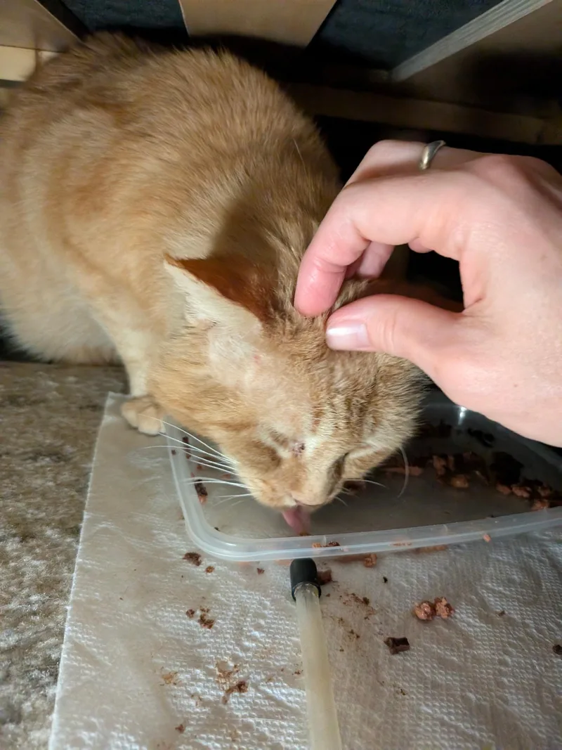 Finn thumbnail 2