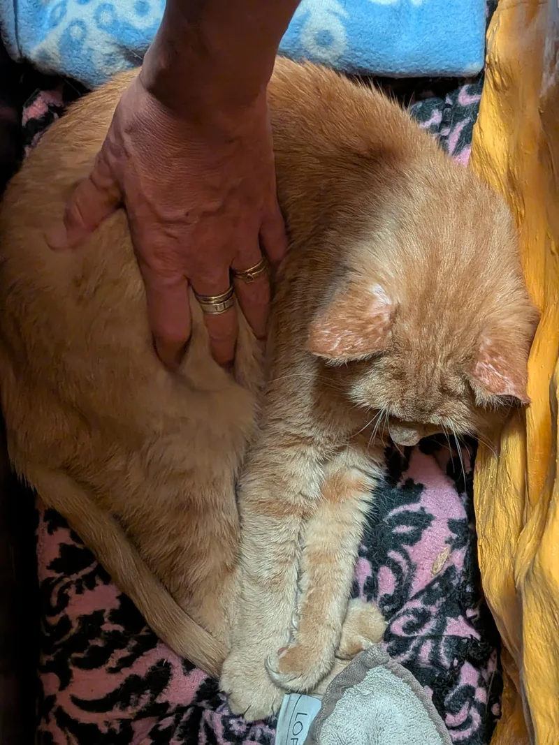 Finn thumbnail 6