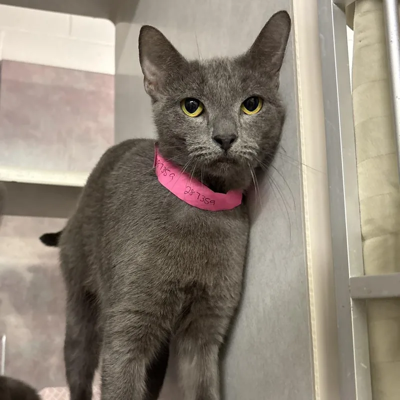 An adult medium-sized female Gray / Blue / Silver Domestic Short Hair cat named Delphie for adoption in Fairport, NY