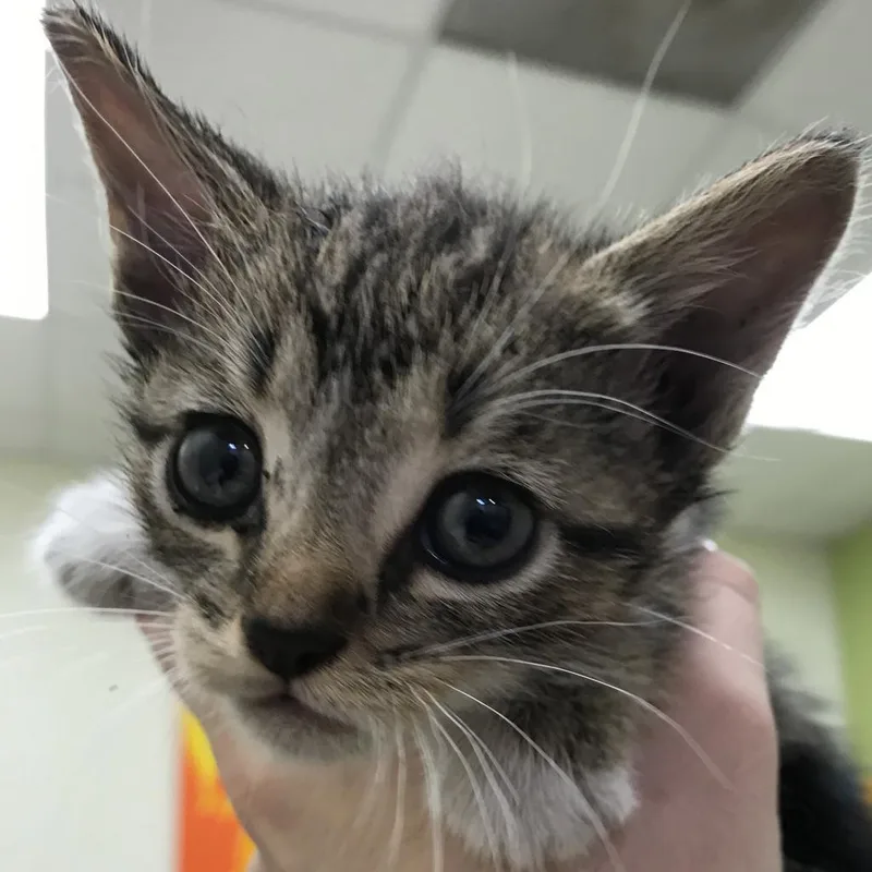 An adult large-sized female Brown / Chocolate Domestic Short Hair cat named Firefly for adoption in Lynchburg, VA