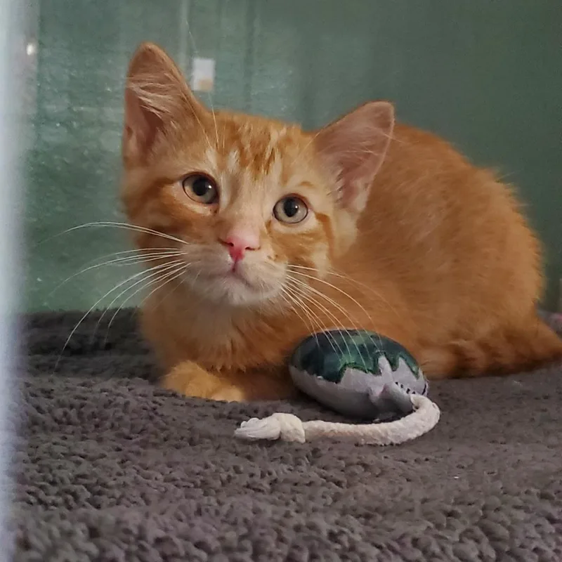 A baby small-sized male Orange / Red Domestic Short Hair cat named Paul for adoption in Hutchinson, MN