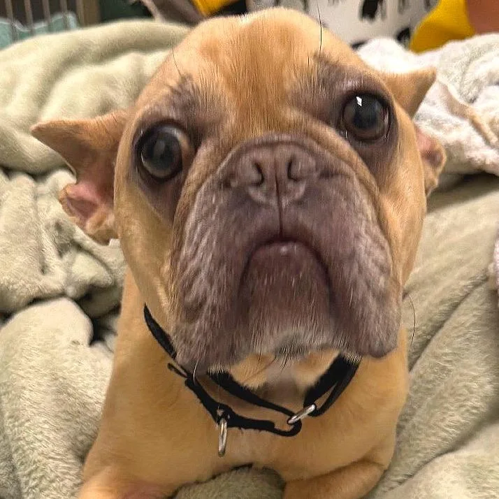 Maude thumbnail 3