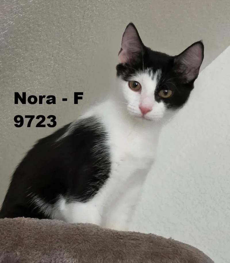 Nora thumbnail 3