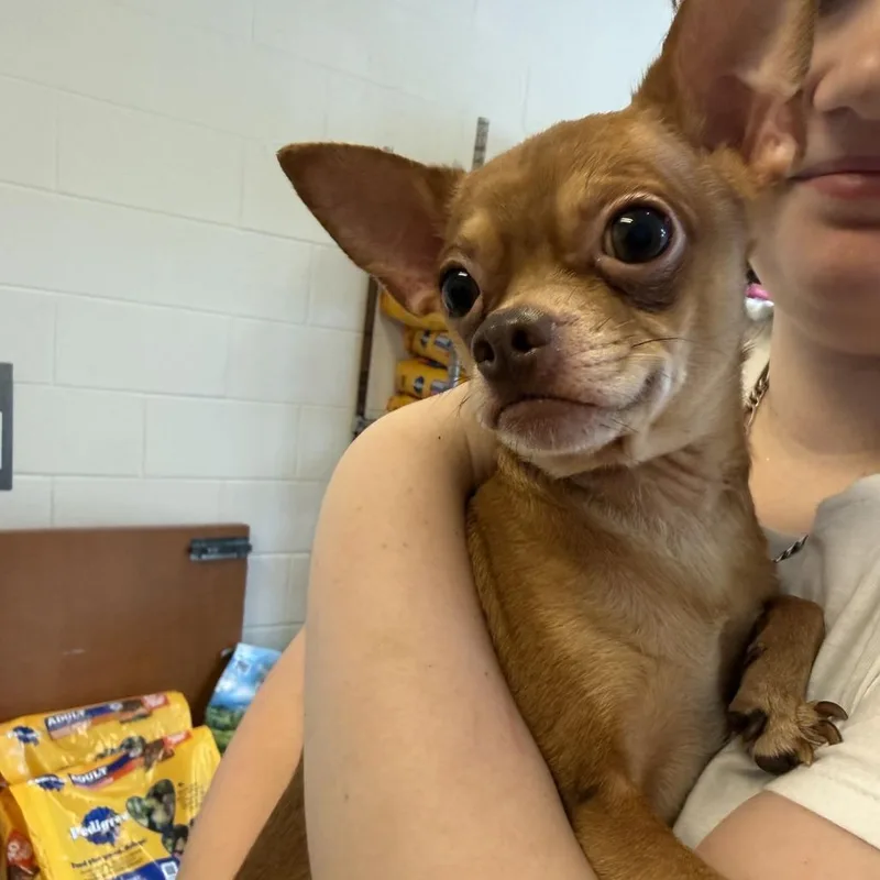 An adult small-sized male Brown / Chocolate Chihuahua dog named Blue for adoption in Gloucester, VA