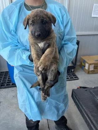 A baby small-sized female Belgian Shepherd / Malinois dog named Soso for adoption in Fresno, CA