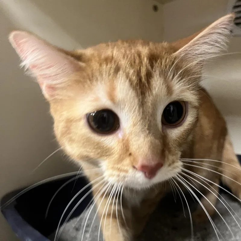 An adult medium-sized female Orange / Red Domestic Short Hair cat named Whiskers for adoption in Hinsdale, IL