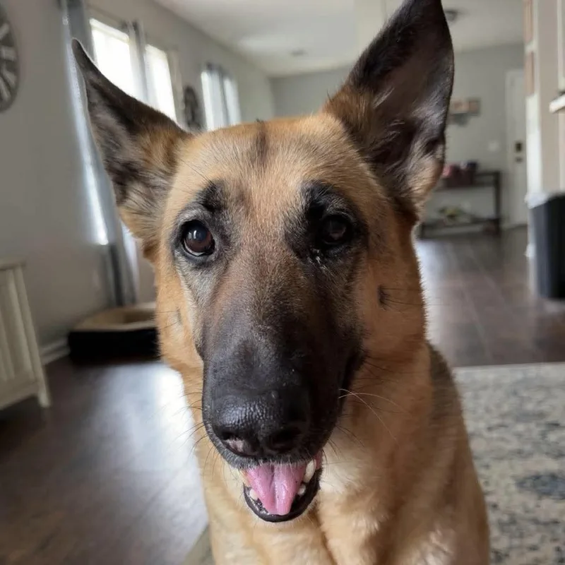 An adult large-sized female German Shepherd Dog dog named Khloe for adoption in Columbia, SC