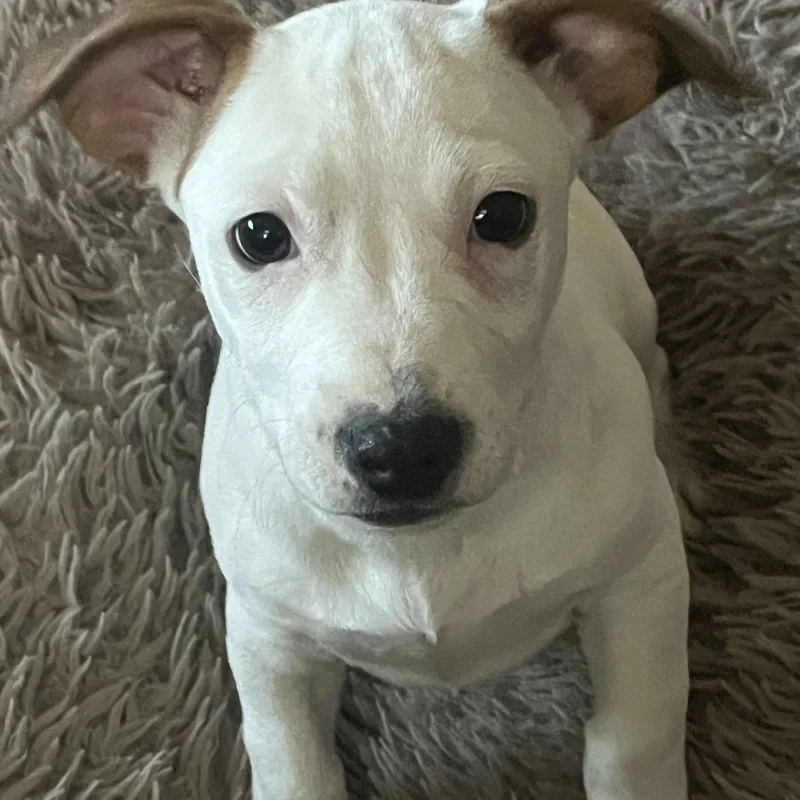 A baby small-sized male White / Cream Dachshund dog named Suire for adoption in Longmont, CO